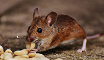 24 Hour & Emergency Exterminators in Wisconsin Rapids, WI